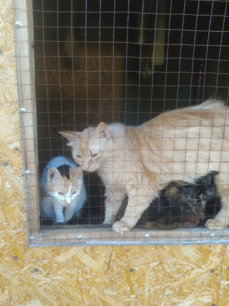 Кошкин дом Кошкин дом