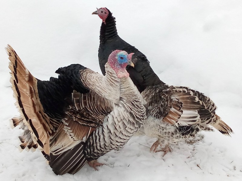 Индюшки Индюшки